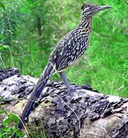 Watching wild birds, song birds, and wildlife completes outdoor vacation for rent package. Road Runner photo courtesy of Arkansas Game & Fish Commission